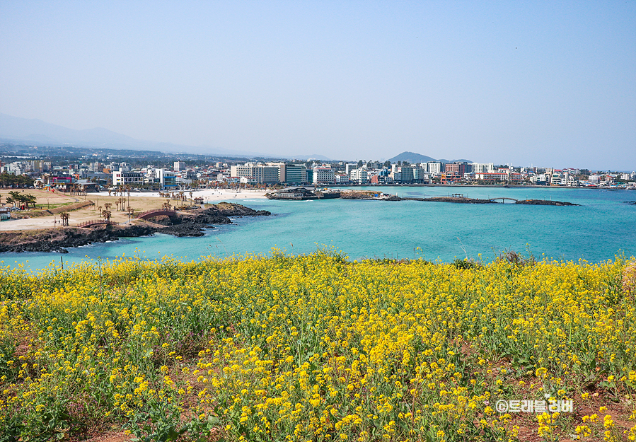 3월 제주도 여행 제주 유채꽃 명소 함덕해수욕장 서우봉