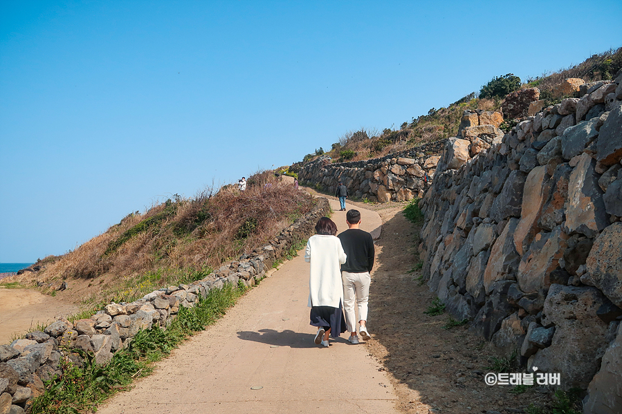 3월 제주도 여행 제주 유채꽃 명소 함덕해수욕장 서우봉