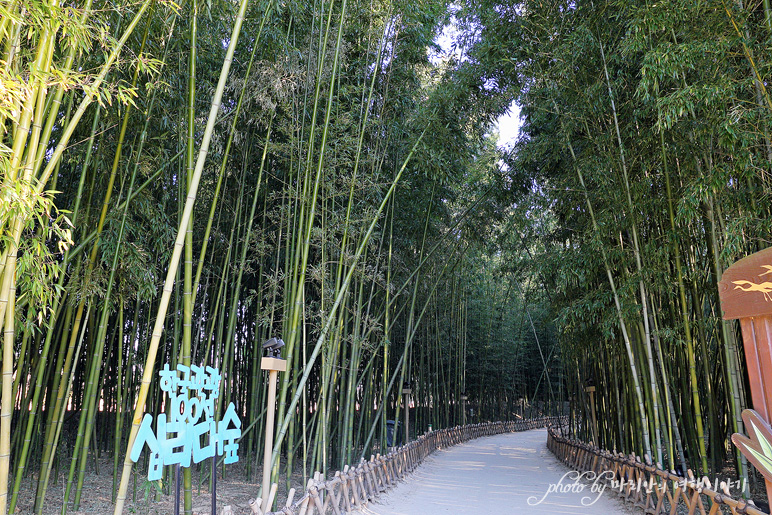 울산 태화강 국가정원 십리대숲(대밭) 대나무숲 산책로 울산 여행