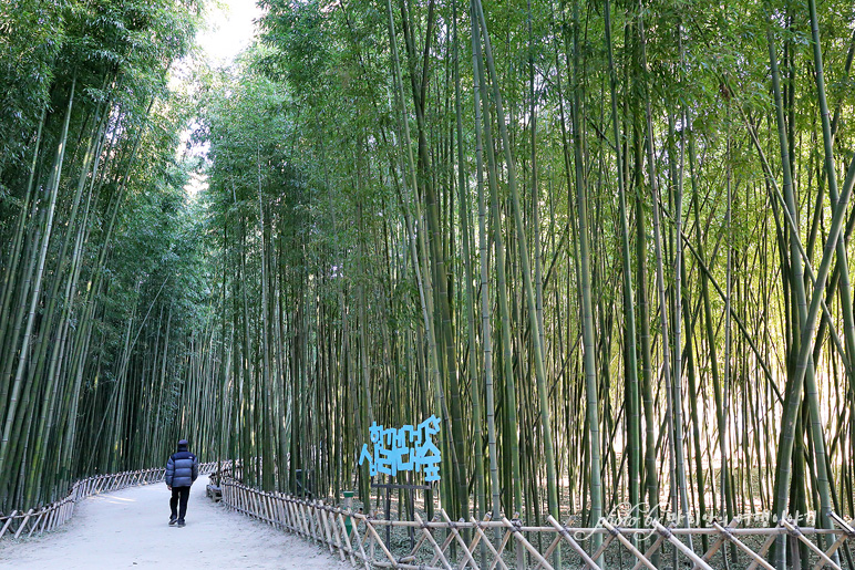 울산 태화강 국가정원 십리대숲(대밭) 대나무숲 산책로 울산 여행