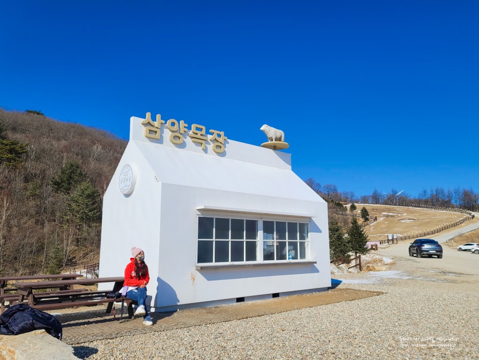 강원도 대관령 가볼만한곳 삼양목장 겨울시즌 관람팁