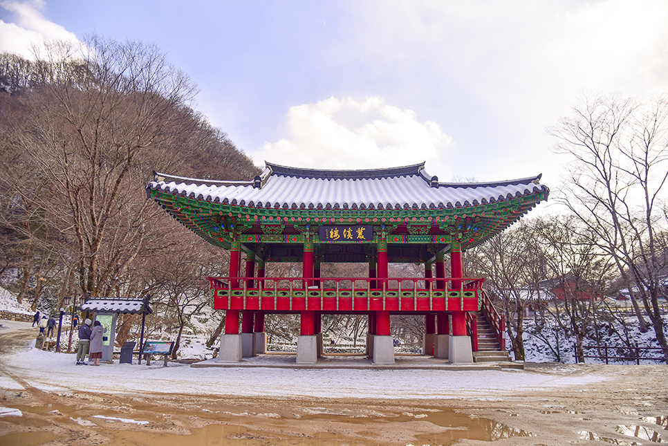 전남 가볼만한곳 2월 국내여행지 마로와 함께한 장성 백양사의 겨울