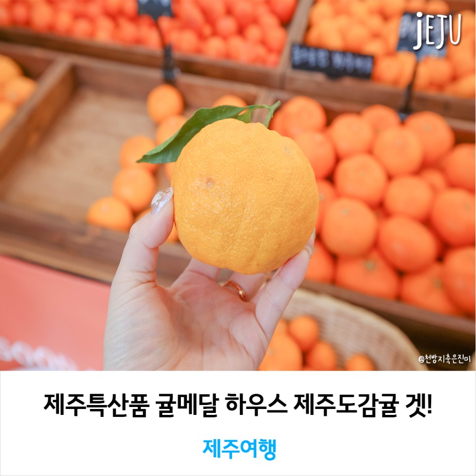 제주특산품 귤메달 하우스 제주도감귤 겟!