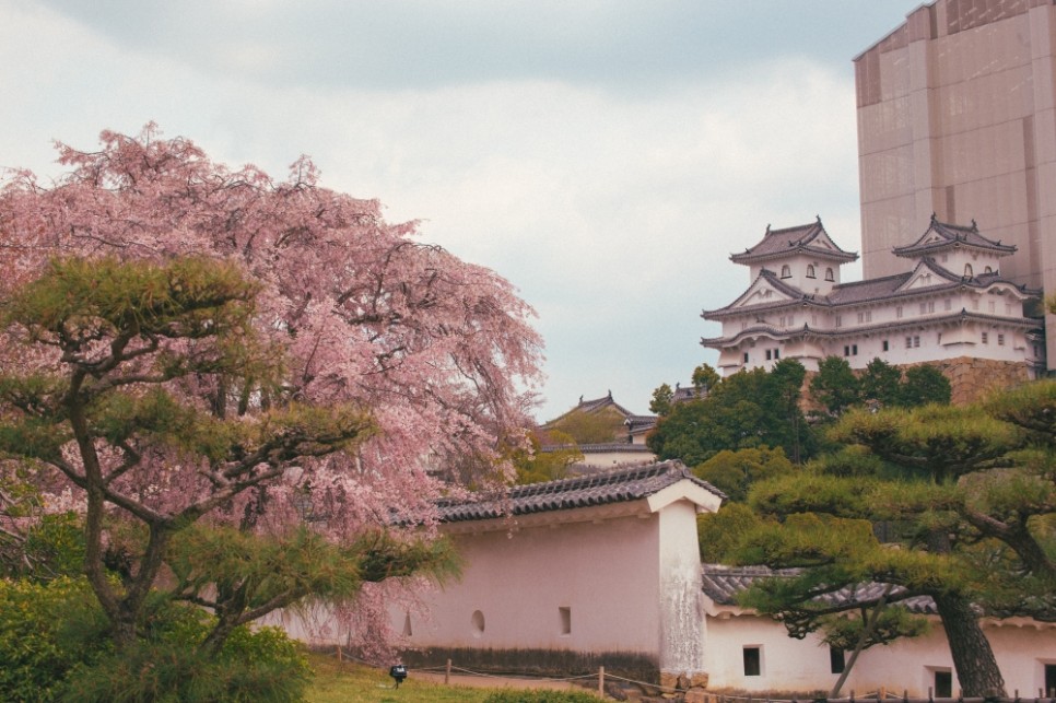 일본여행 코로나 전 어느 봄 벚꽃여행 추억