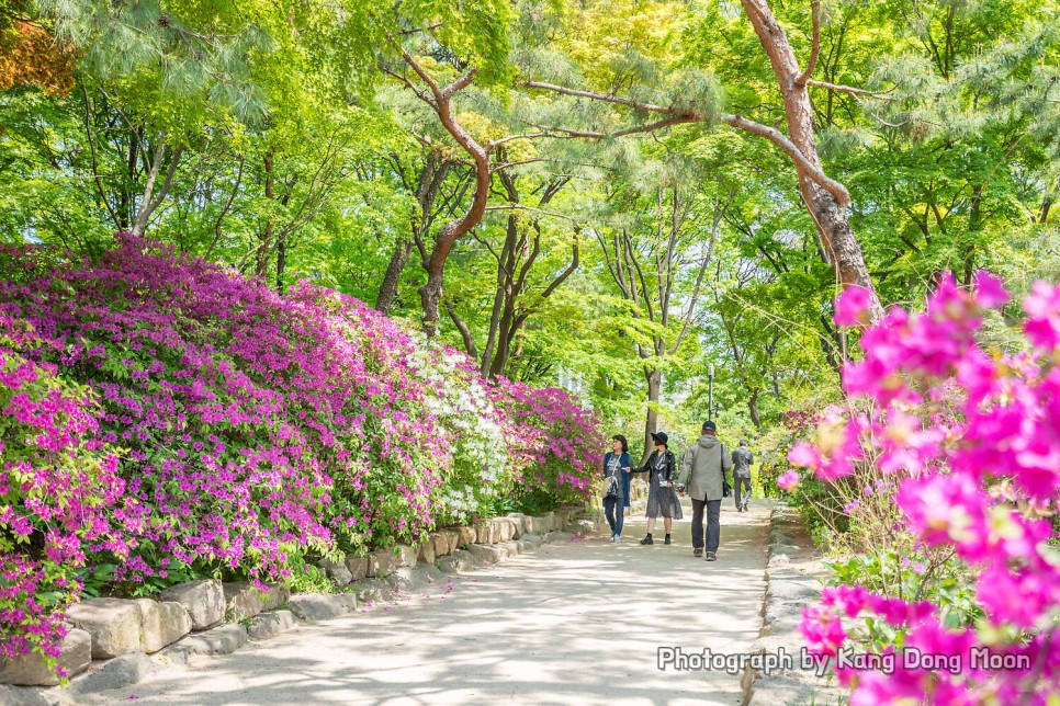 서울 가볼만한곳 봄 꽃구경 명소 4월 야외 사진찍기좋은곳 서울 데이트 코스 덕수궁