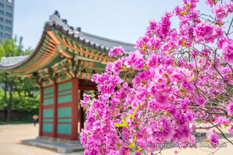 서울 가볼만한곳 봄 꽃구경 명소 4월 야외 사진찍기좋은곳 서울 데이트 코스 덕수궁