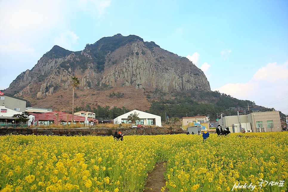 제주 산방산 유채꽃 명소 제주도 용머리해안