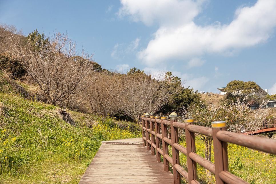 제주 중문관광단지 관광지 엉덩물계곡 유채꽃 중문색달해수욕장 해변