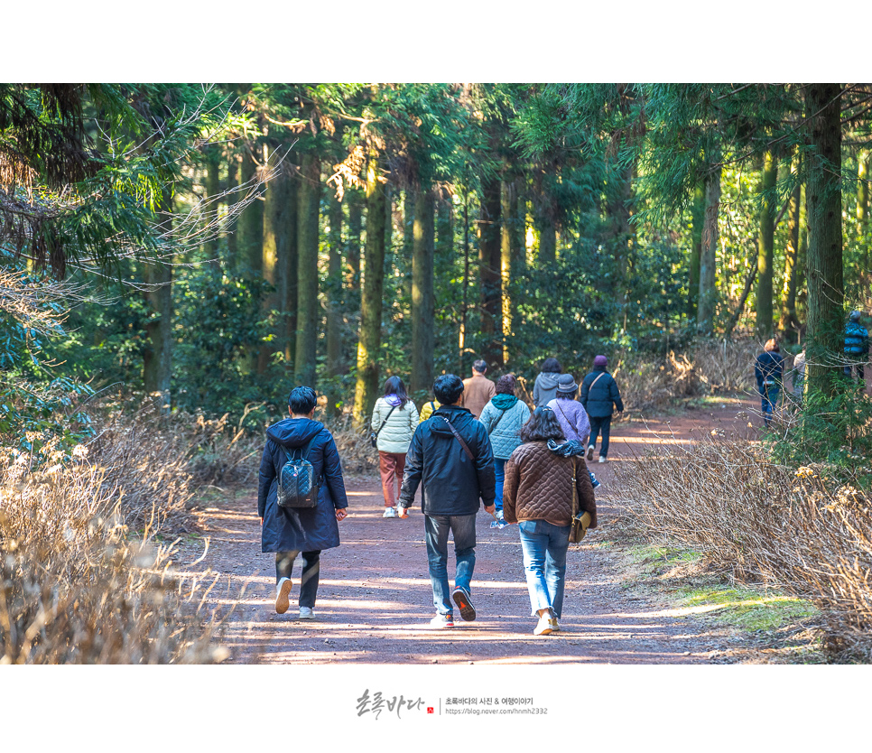 제주도 버스투어 제주 관광지 핫플 모음