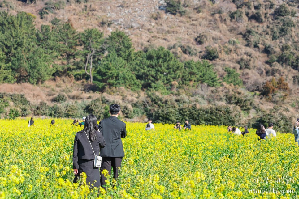 제주도 유채꽃 명소 제주 산방산 엉덩물계곡 주소 주차팁