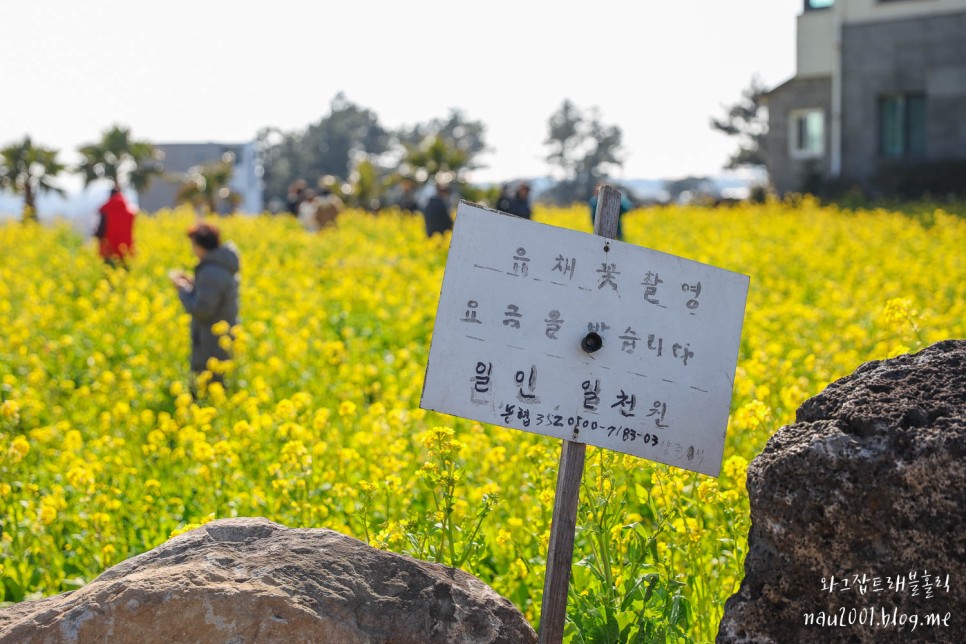 제주도 유채꽃 명소 제주 산방산 엉덩물계곡 주소 주차팁