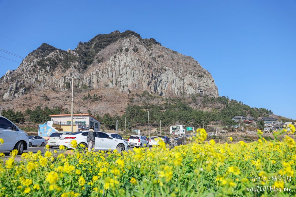 제주도 유채꽃 명소 제주 산방산 엉덩물계곡 주소 주차팁