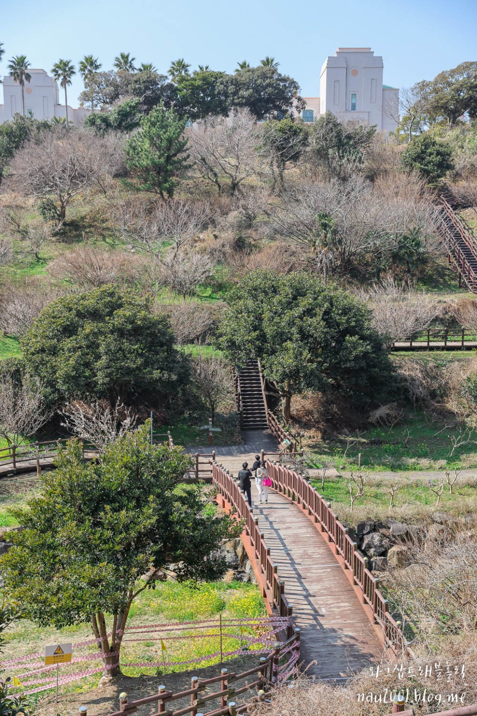 제주도 유채꽃 명소 제주 산방산 엉덩물계곡 주소 주차팁