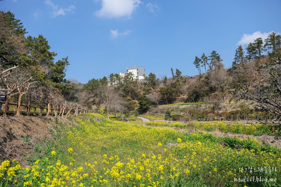 제주도 유채꽃 명소 제주 산방산 엉덩물계곡 주소 주차팁