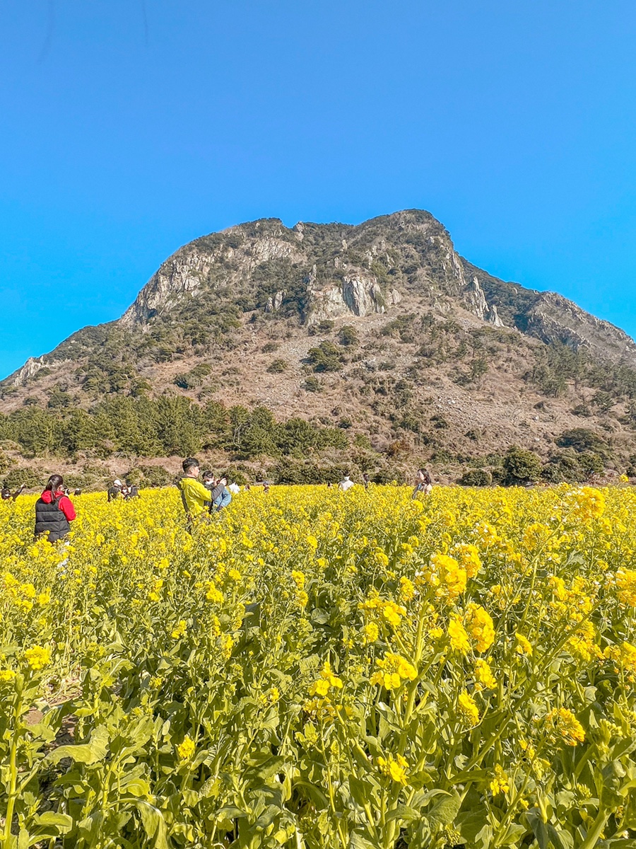 제주도 유채꽃 명소 제주 산방산 엉덩물계곡 주소 주차팁