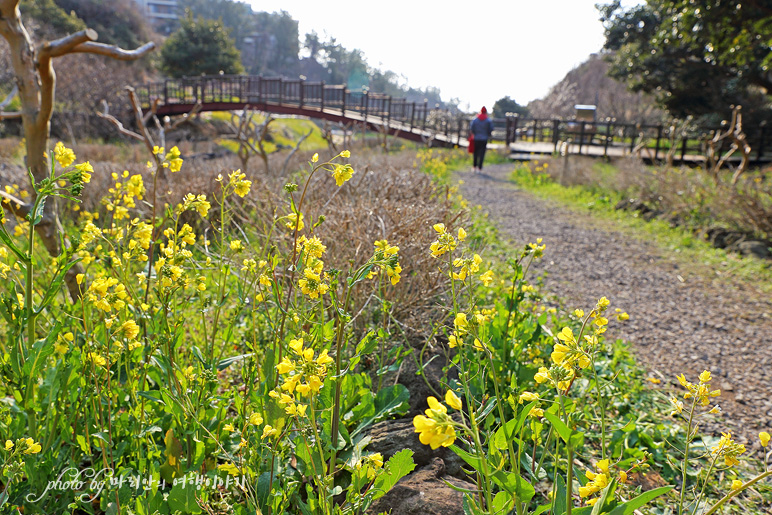 제주 엉덩물계곡 유채꽃, 걸매생태공원 매화 3월 봄 꽃구경 할곳