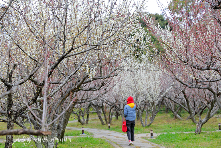 제주 엉덩물계곡 유채꽃, 걸매생태공원 매화 3월 봄 꽃구경 할곳