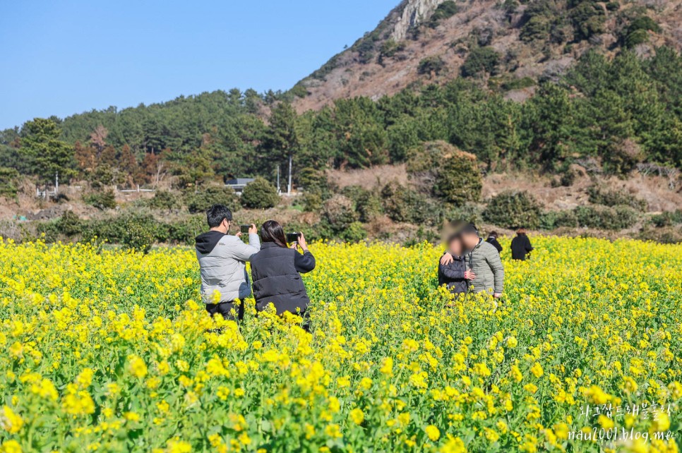 제주도 유채꽃 명소 제주 산방산 엉덩물계곡 주소 주차팁