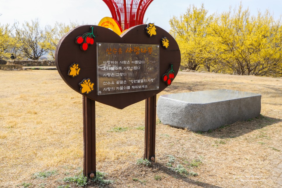 구례 산수유마을 개화시기 주차 산수유축제 포토존 정보