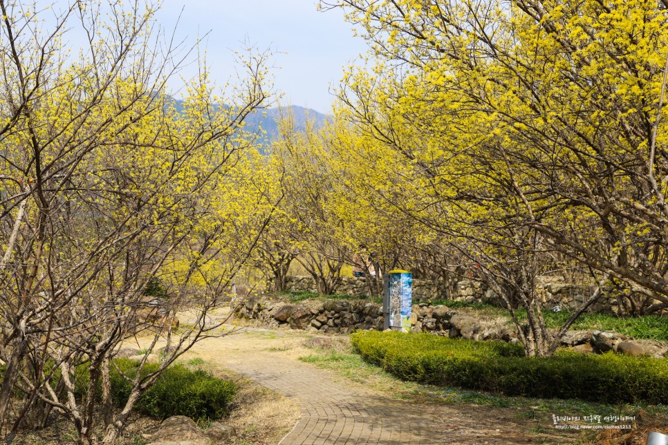 구례 산수유마을 개화시기 주차 산수유축제 포토존 정보