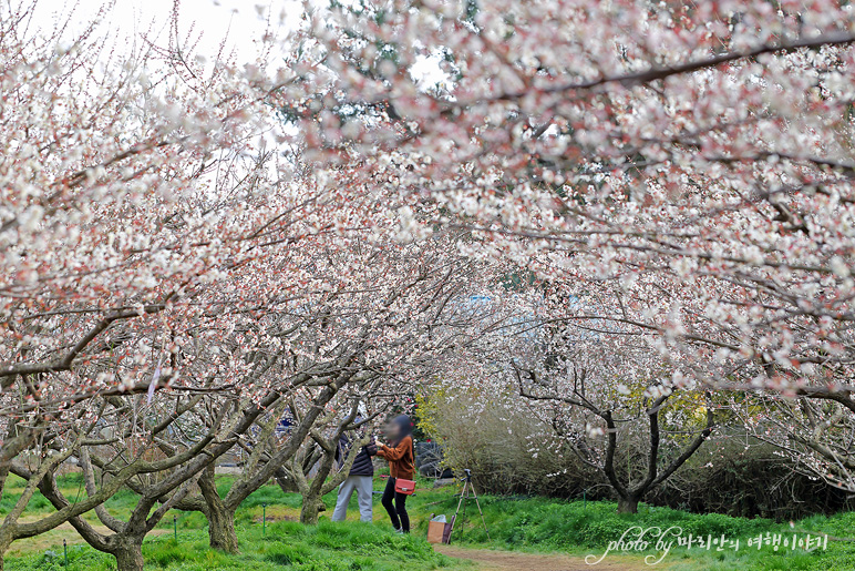 3월 제주 휴애리 매화축제 봄꽃축제 제주도 사진 명소