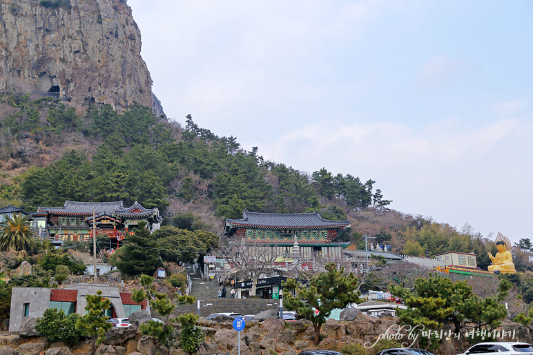 제주도 관광지 제주 유채꽃 명소 산방산 유채꽃밭 서부여행코스