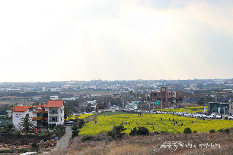 제주도 관광지 제주 유채꽃 명소 산방산 유채꽃밭 서부여행코스