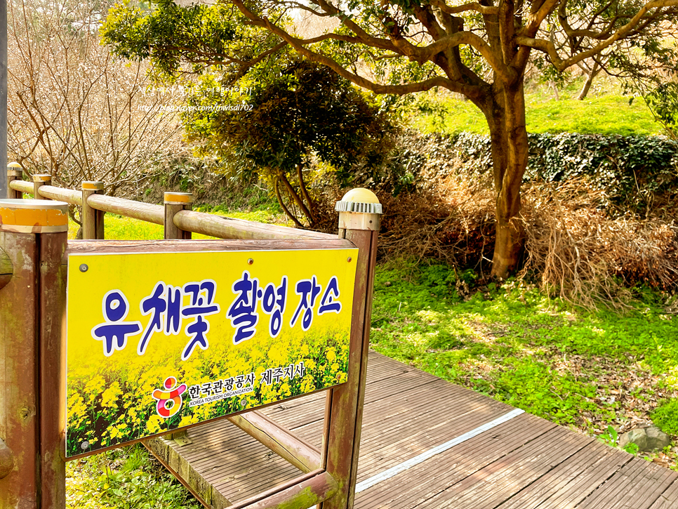 제주 중문관광단지 엉덩물계곡 제주 유채꽃 명소 볼거리