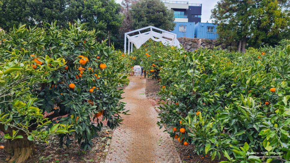 제주 귤꽃다락 감성터지는 애견동반 카페