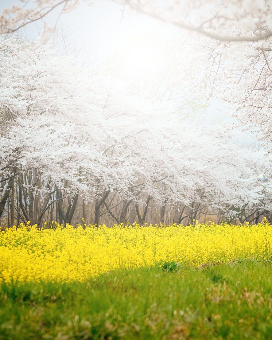 일본 여행 추천 사쿠라 벚꽃 만나러 떠나는 날을 꿈꾸며