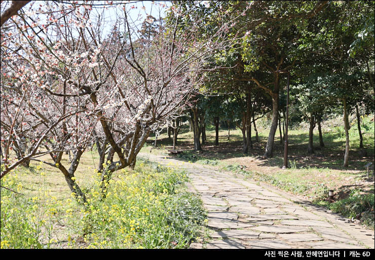 서귀포 여행 관광지 제주 걸매생태공원 매화 시기