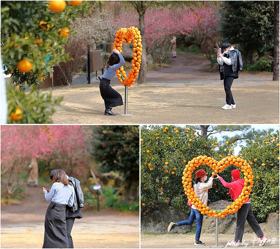 제주도 명소 제주 매화축제 봄꽃축제 제주 휴애리 자연생활공원