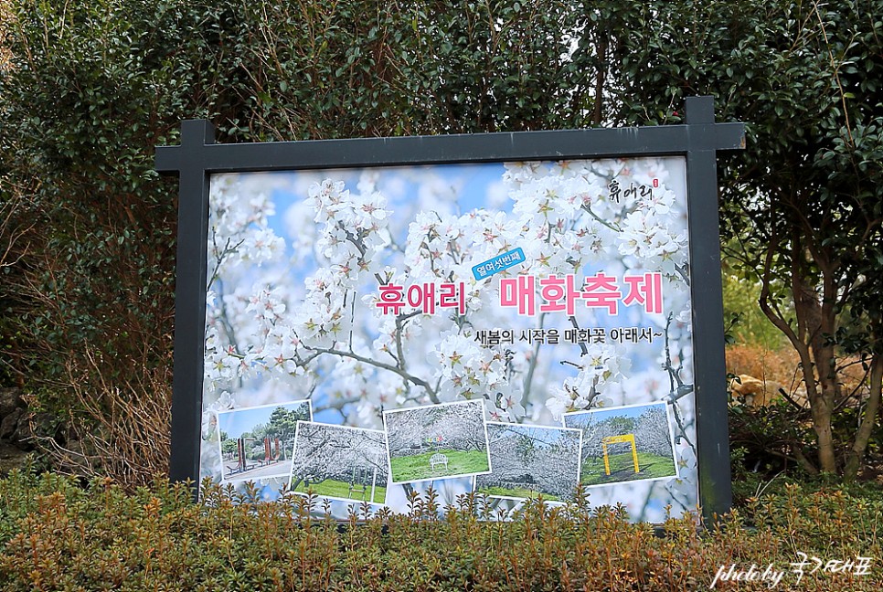 제주도 명소 제주 매화축제 봄꽃축제 제주 휴애리 자연생활공원