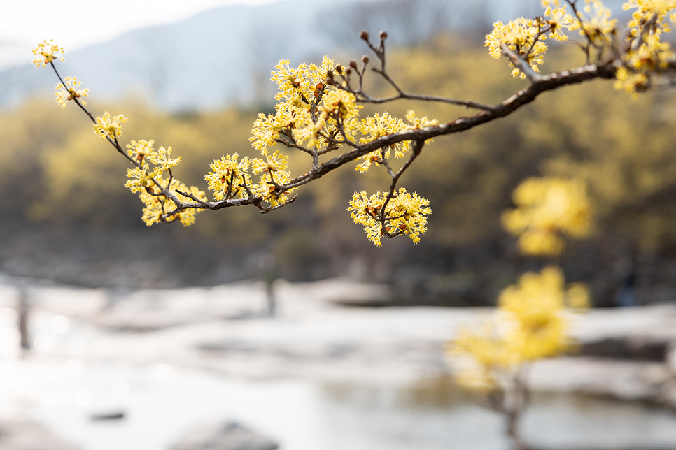 전남 구례 산수유 마을 봄꽃축제 개화시기 3월 꽃구경 주차장