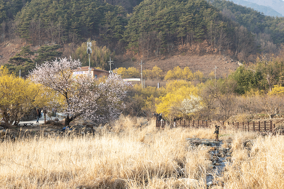 전남 구례 산수유 마을 봄꽃축제 개화시기 3월 꽃구경 주차장