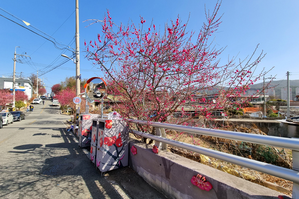 남도 여행 한바퀴 봄나들이 꽃구경 순천 탐매마을 매화 명소