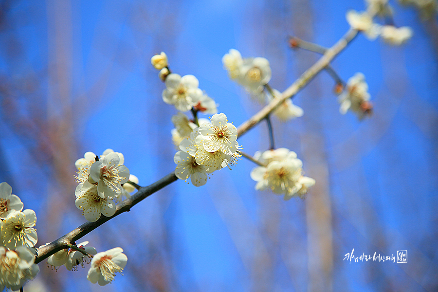 제주도 서귀포 제주 3월 봄 꽃 구경 걸매생태공원 매화원