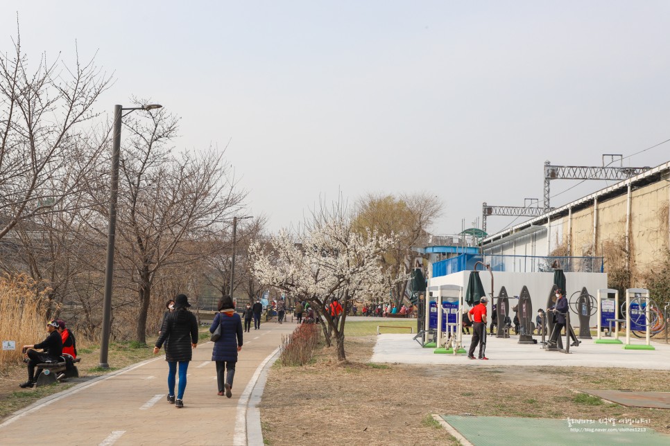 서울 꽃구경 청계천 매화거리 하동매실거리 위치 및 주차