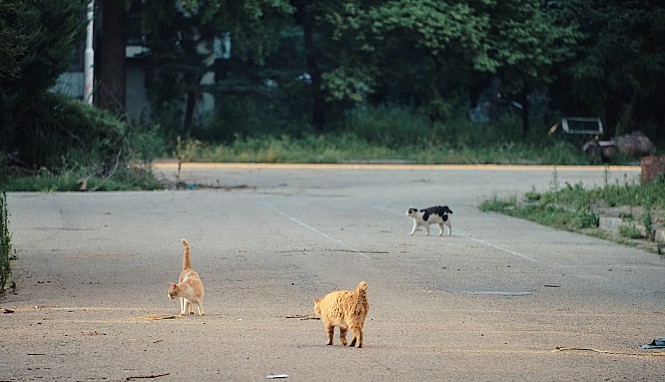 [영화 시사회 후기] 고양이들의 아파트 : 고양이 이주 프로젝트 '고양이 영화'