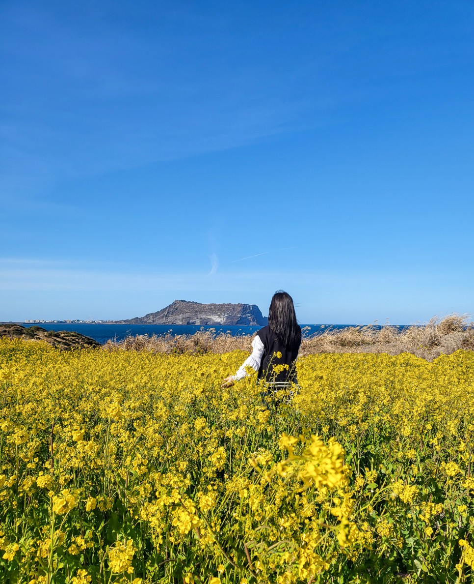 제주도 동쪽 제주 유채꽃 명소 제주 섭지코지