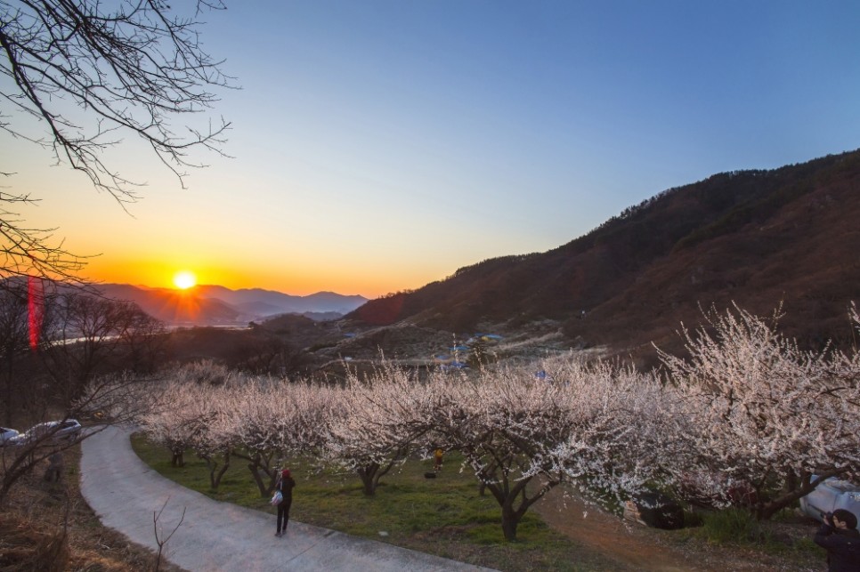 3월 국내 여행지 추천 봄꽃축제:: 3월, 4월 가볼만한곳