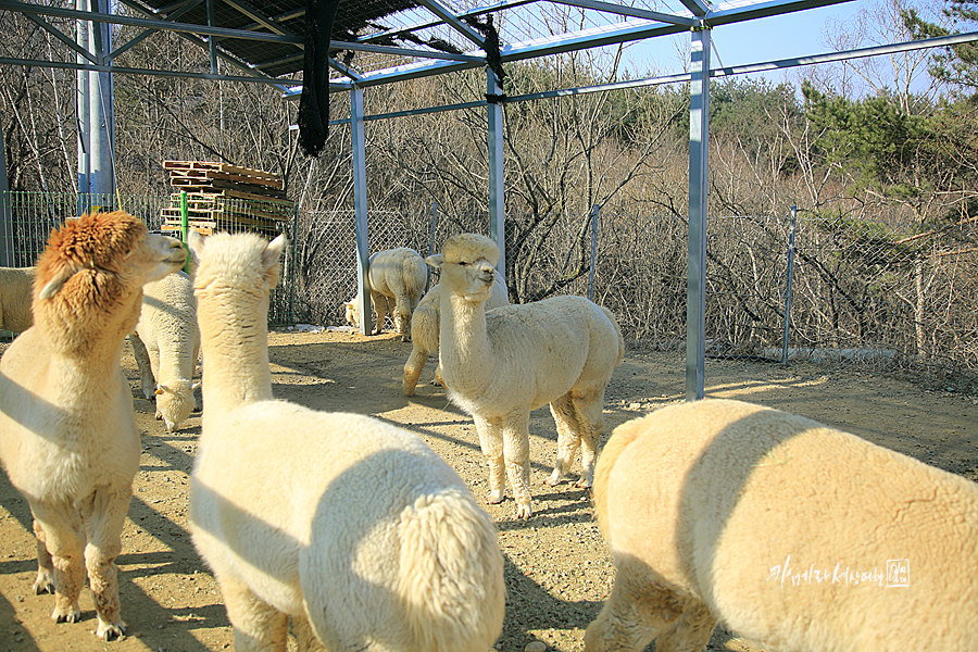 강원도 평창 대관령 순수양떼목장 겨울 데이트 코스