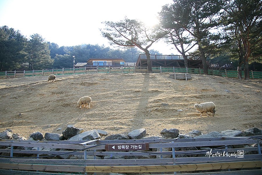 강원도 평창 대관령 순수양떼목장 겨울 데이트 코스