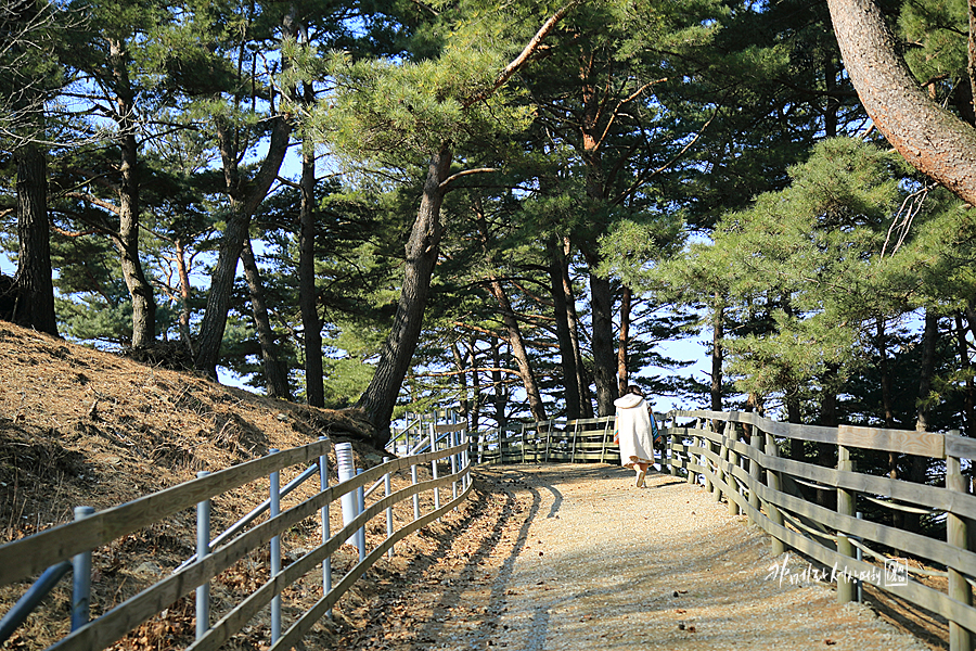 강원도 평창 대관령 순수양떼목장 겨울 데이트 코스