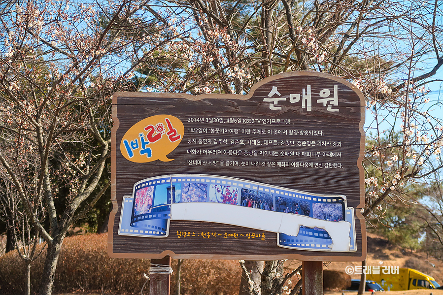 원동 매화 축제 취소 양산 순매원 개화상황