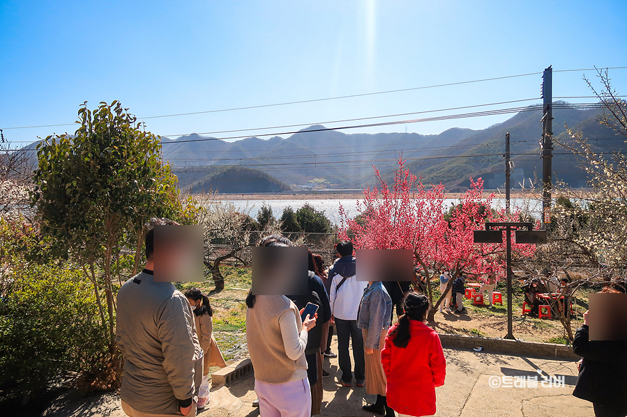 원동 매화 축제 취소 양산 순매원 개화상황