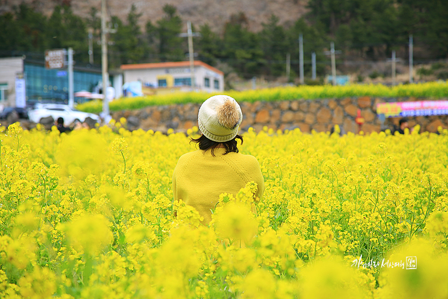 3월 제주도 여행 놀거리 볼거리 먹거리 제주도 봄여행