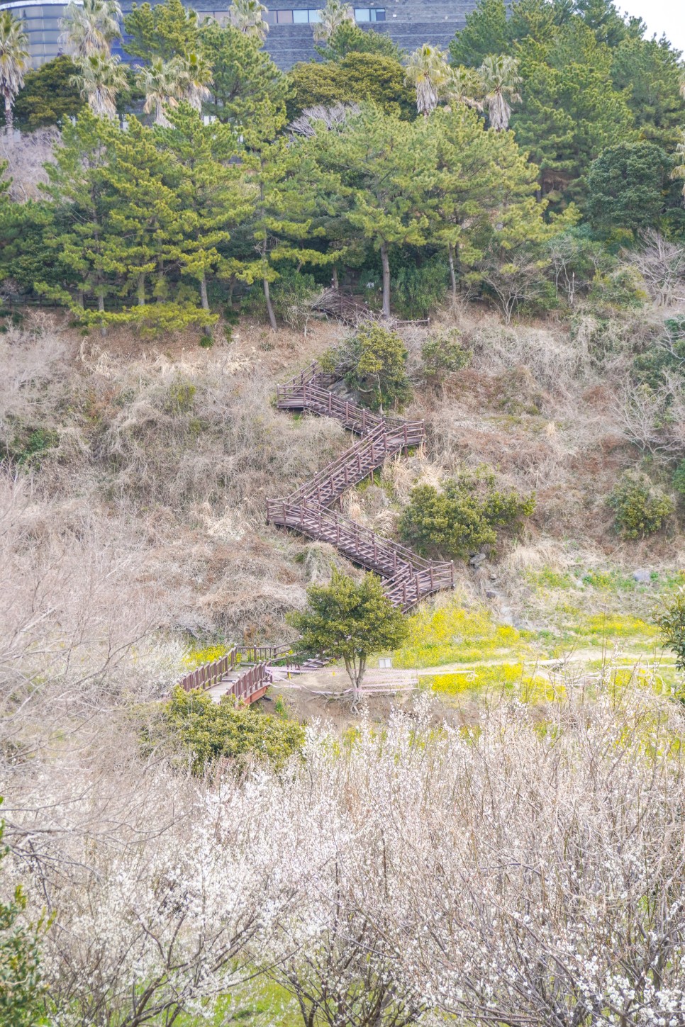 제주 엉덩물계곡 매화 & 유채꽃 명소