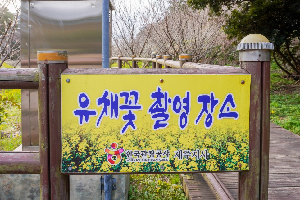 제주 엉덩물계곡 매화 & 유채꽃 명소