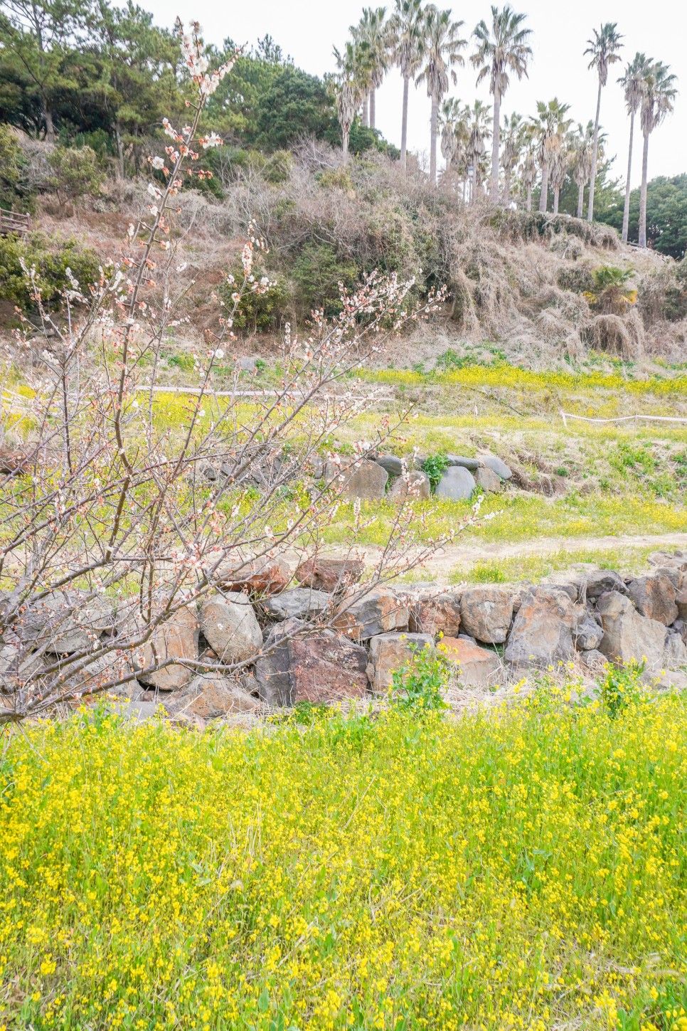 제주 엉덩물계곡 매화 & 유채꽃 명소